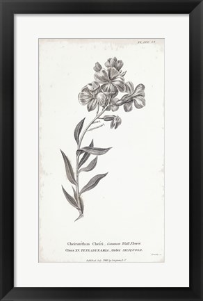 Framed Conversations on Botany VI Print