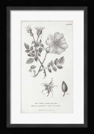 Framed Conversations on Botany IV Print