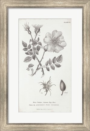 Framed Conversations on Botany IV Print