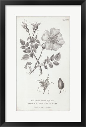 Framed Conversations on Botany IV Print