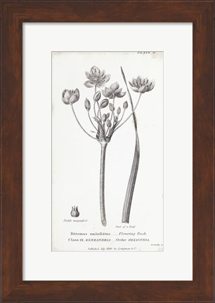 Framed Conversations on Botany II Print