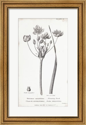 Framed Conversations on Botany II Print