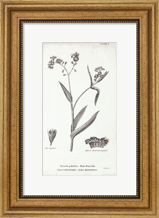 Framed Conversations on Botany I Print