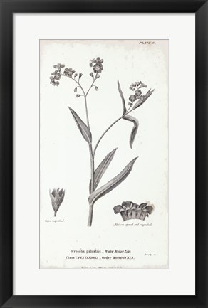 Framed Conversations on Botany I Print