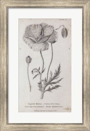 Framed Conversations on Botany V Print