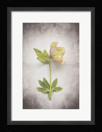 Framed Vintage Hellebore Study III Print