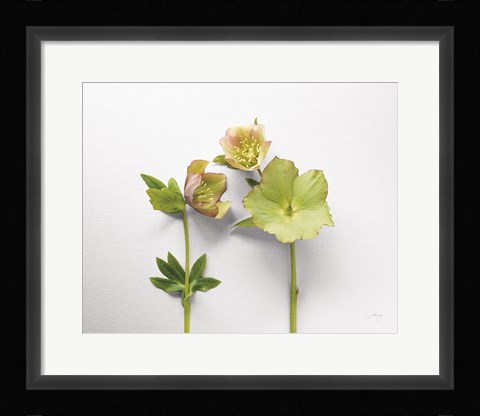 Framed Hellebore Study IV Print
