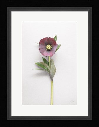 Framed Hellebore Study VI Print