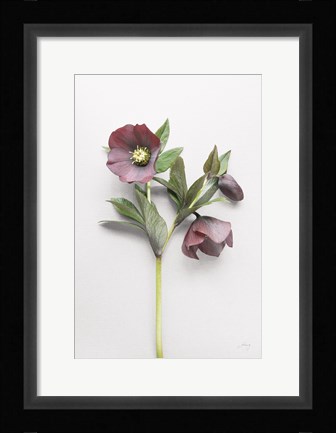 Framed Hellebore Study V Print