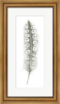 Framed Feather Sketches VII Print