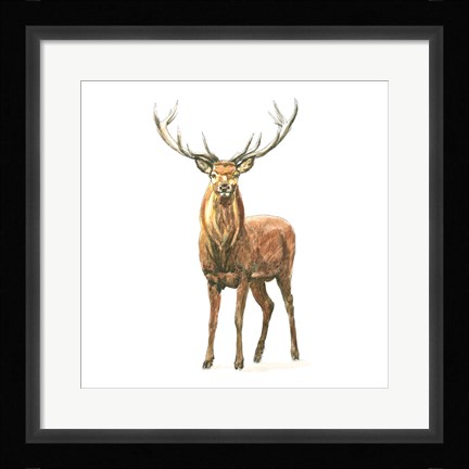 Framed Natural Majesty II Print