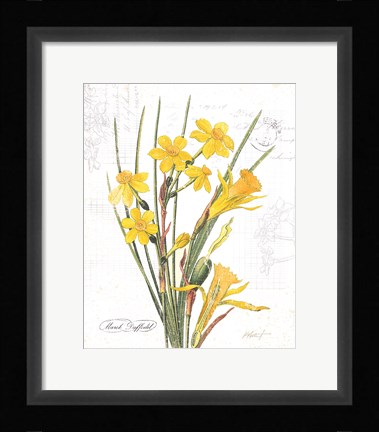 Framed March Daffodil on White Print