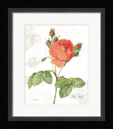 Framed June Rose on White Print
