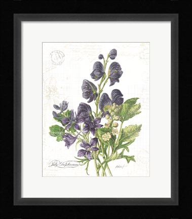 Framed July Delphinium on White Print