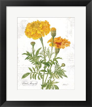 Framed October Marigold on White Print