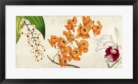 Framed Panneau Botanique II Print