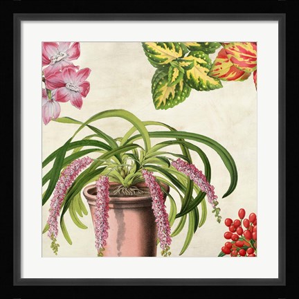 Framed Panneau Botanique VII Print