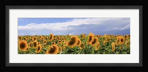 Framed Girasoli in Val D'Orcia Print