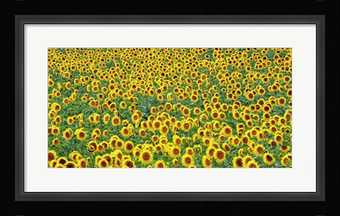 Framed Sunflower field, France Print