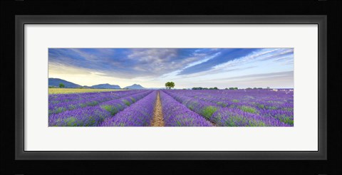 Framed Lavender Field, France Print
