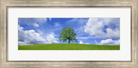 Framed Oak and clouds, Bavaria, Germany Print