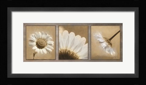 Framed Daisy Trio Print