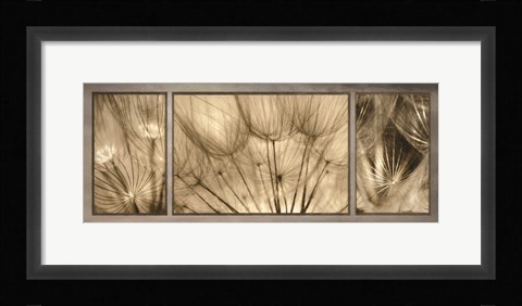 Framed Goatsbeard Trio Print
