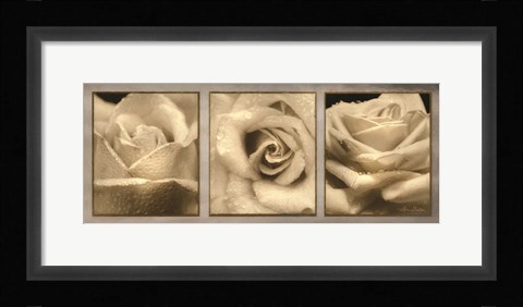 Framed Rose Trio Print