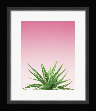 Framed Succulent Simplicity I Pink Ombre Crop Print