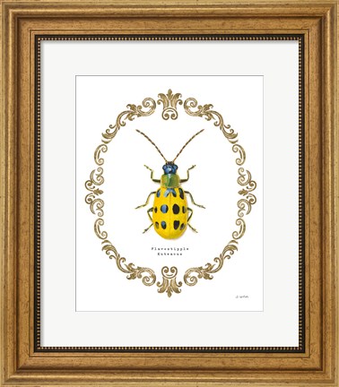 Framed Adorning Coleoptera VII Print