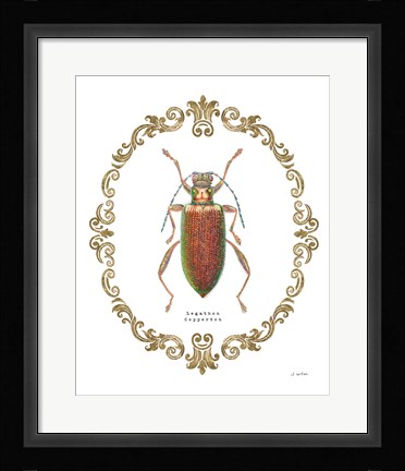 Framed Adorning Coleoptera VI Print
