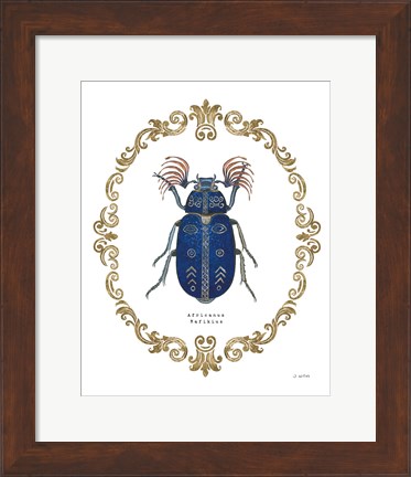 Framed Adorning Coleoptera III Print