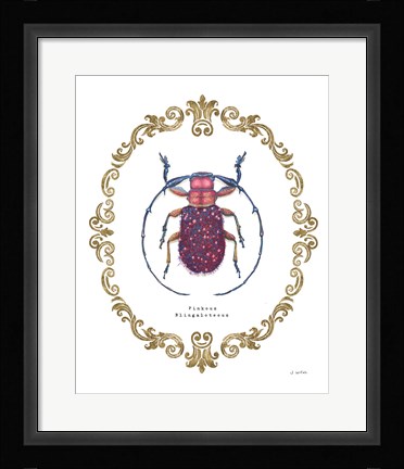 Framed Adorning Coleoptera II Print