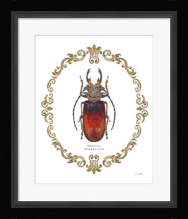 Framed Adorning Coleoptera I Print