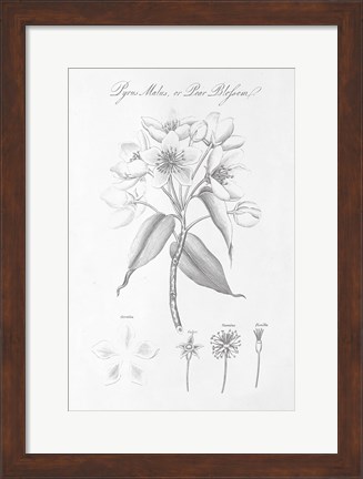 Framed Botany Book VIII Print