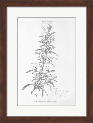Framed Botany Book VI Print