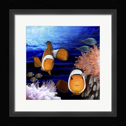 Framed Sea Creatures Clown Fish Print