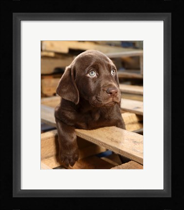 Framed Bryce Puppy Print