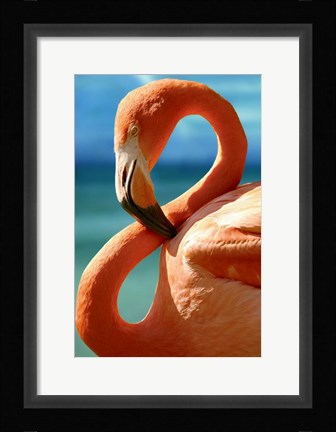 Framed Flamingo Print