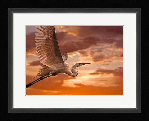 Framed Heron Sunset Print