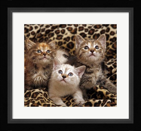 Framed Kittens 3 Print