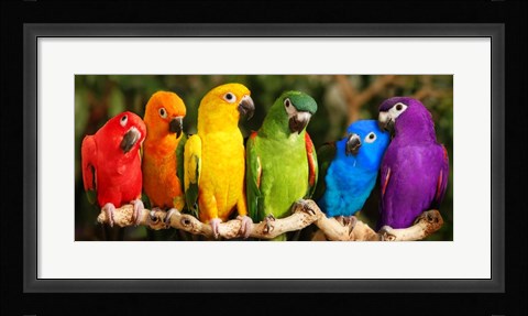 Framed Rainbow Parrots Print