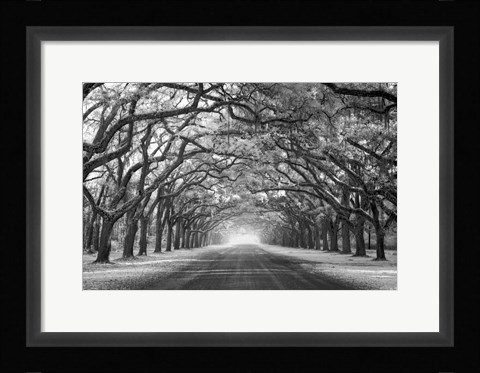 Framed Wormsloe Inf Light Print