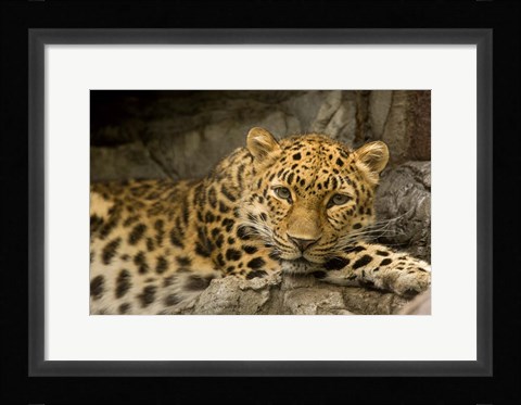 Framed Denver Zoo Snow Leopard Print