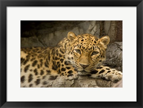 Framed Denver Zoo Snow Leopard Print