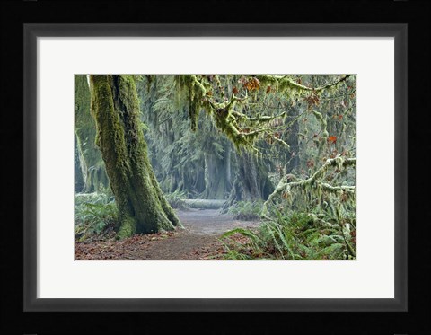 Framed Olympic NP Trail Print