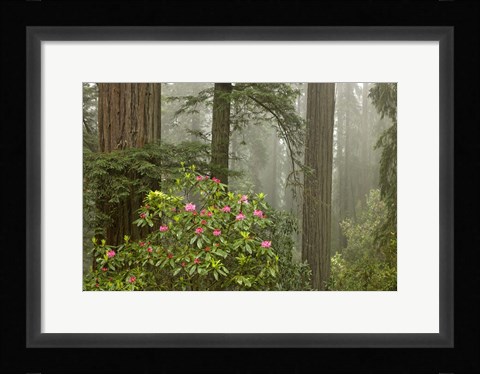 Framed Redwood Fog Rhododendrons Print