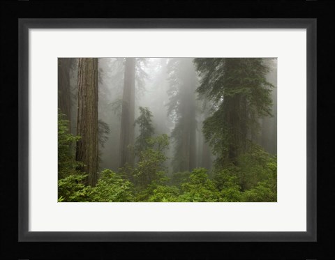 Framed Redwoods NP Fog Print