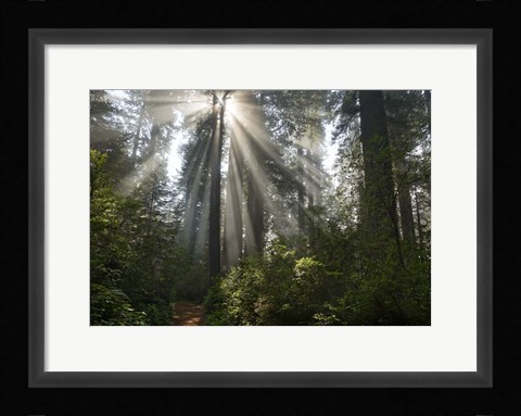 Framed Redwoods NP Ladybird Johnson Lightbeam Print