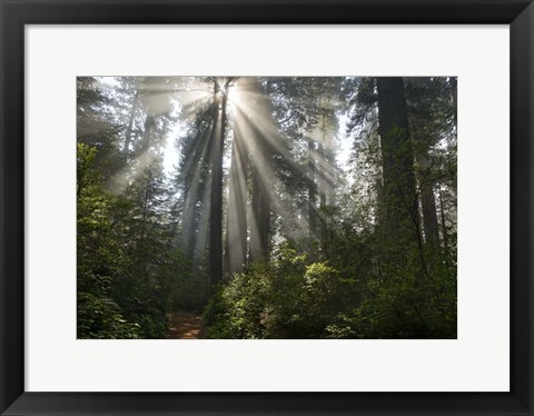Framed Redwoods NP Ladybird Johnson Lightbeam Print